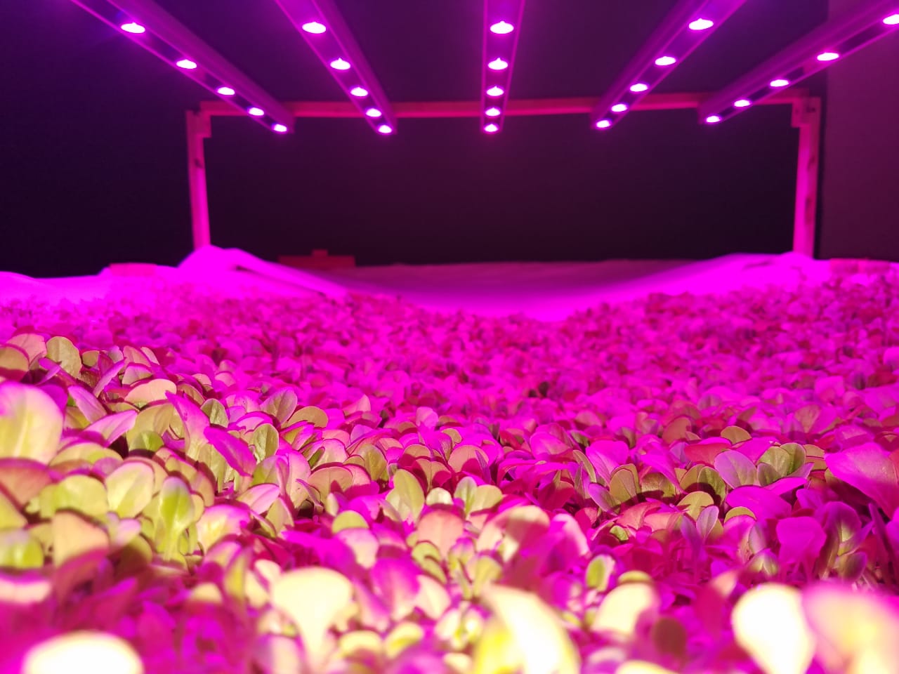 Sistema de cultivo con iluminación LED de aeroponia AMB